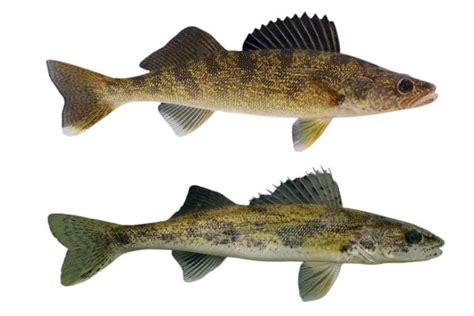 Walleye vs Sauger – What’s The Difference? Let’s Compare