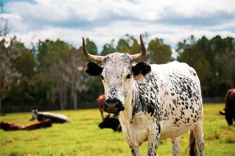 Our Florida Cracker Cattle | Two Son Farm