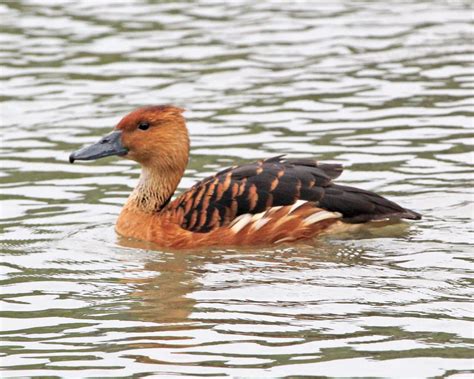 Dendrocygne bicolore • Dendrocygna bicolor • Élevage de Dendrocygnes