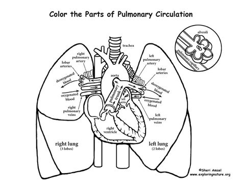 Pulmonary Circulation Coloring Page | Human body systems, Anatomy ...