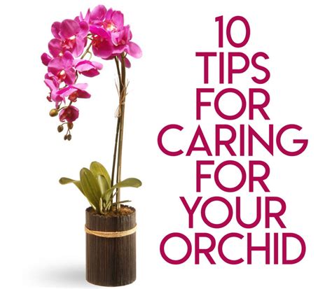 10 Ways to Care for your Orchid | American Bred Swedish Butter