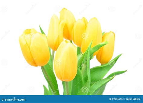 Closeup Yellow Tulips Spring Flowers Isolated On White Background, Spring Flowers Stock Image ...