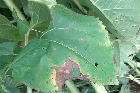 Blight of Sunflower | Pests & Diseases