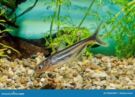 Iridescent Shark Aquarium Fish Royalty-Free Stock Image | CartoonDealer.com #37084168