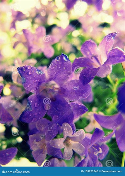 Background Blue Violet Flowers Stock Images - Download 60,628 Royalty Free Photos