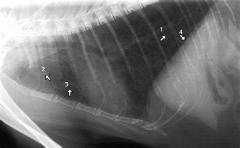 Feline Lower airway diseases Flashcards | Quizlet