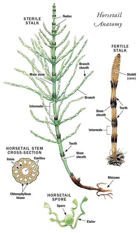 illustrated anatomy Equisetum horsetails & scouring rushes