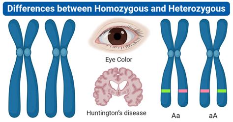 Homozygous vs. Heterozygous: 10 Differences, Examples