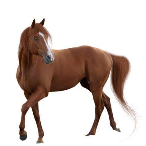 Acupuncture Pony Horses Foal - centaur mockup png download - 900*900 ...