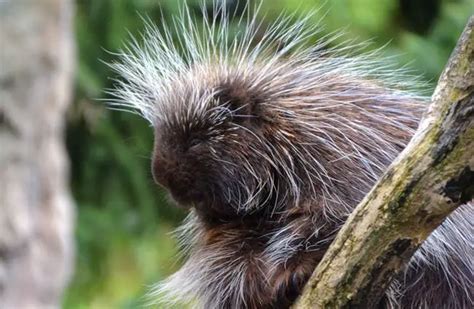 Porcupine - Description, Habitat, Image, Diet, and Interesting Facts