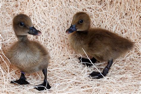 Khaki Campbell Ducks for Sale | Chickens For Backyards