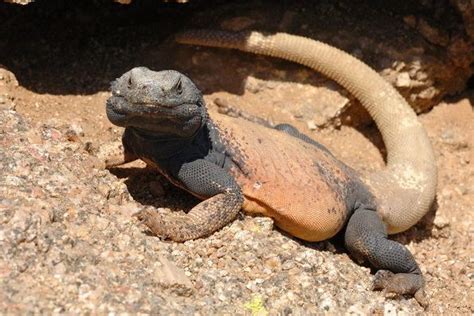 Chuckwalla - Alchetron, The Free Social Encyclopedia