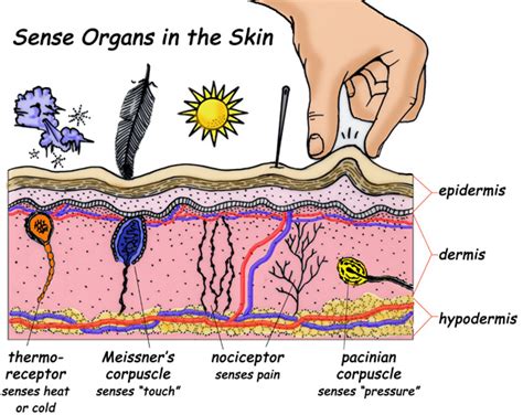 Sense Organs