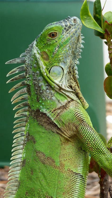 Best 25+ Green iguana ideas on Pinterest | Iguanas, Blue lizard and ...