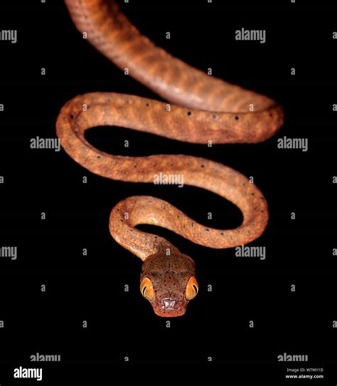 Black headed cat snake boiga nigriceps hi-res stock photography and ...