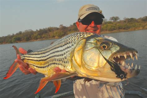 Botswana; the Okavango catfish run - Aardvark Mcleod