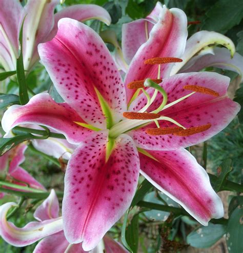 Amazon.com : (4) Large Flowering Stargazer Lily Bulbs. Pink Oriental Lily, Beautiful Perennial ...