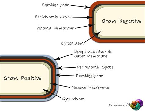 Download Gram-negative/positive - Periplasmic Space Bacteria - Full Size PNG Image - PNGkit