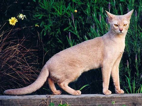 Unveiling the Enigmatic Fawn Abyssinian: A Comprehensive Guide – CatsInfo