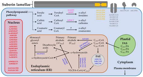 Plants | Free Full-Text | The Key Enzymes in the Suberin Biosynthetic Pathway in Plants: An Update