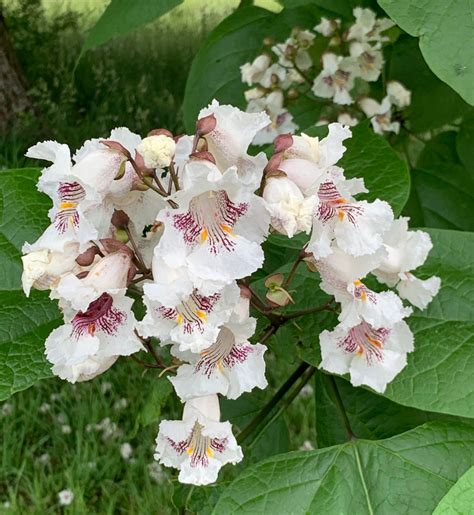 Catalpa bignonioides - Trees and Shrubs Online