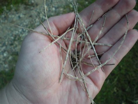 The 3 Foragers: Foraging for Wild, Natural, Organic Food: Garlic ...