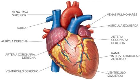 Sistema circulatorio: qué es, funcionamiento, partes, enfermedades + imágenes