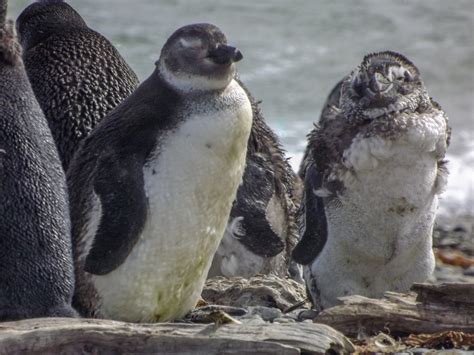 Punta Arenas and Penguins - Chile's Southernmost City of the Patagonia