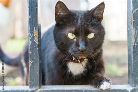 Black cat looks carefully and climbs through the fence Stock Photo ...