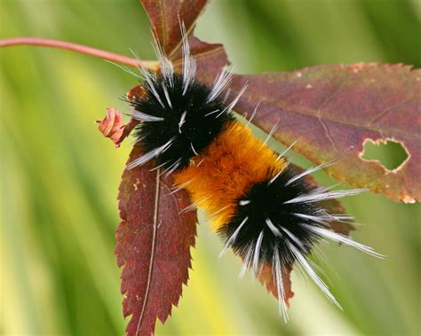 Banded Wooly Bear caterpillar on Acer palmatum photo - Jeanne Dammarell photos at pbase.com