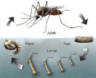 Where do mosquito eggs hatch into? - Quora