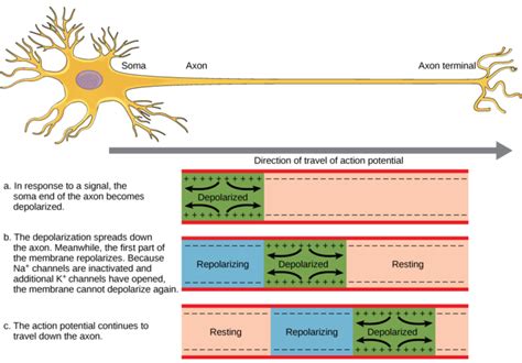 35.5: How Neurons Communicate - Nerve Impulse Transmission within a Neuron- Action Potential ...