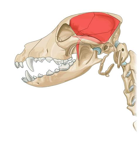 Temporalis muscle - Muscle attachments - vet-Anatomy - IMAIOS