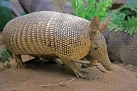 Nine Banded Armadillo Care - CHICAGO EXOTICS ANIMAL HOSPITAL