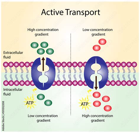 Active transport across the cell membrane. Substance movement against concentration gradient ...