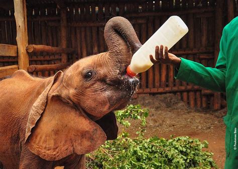 David Sheldrick Wildlife Trust (Elephant orphanage Nairobi) | Kenya Safari