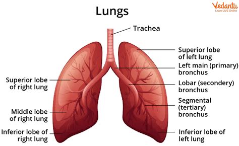 Lungs Diagram - Structure, Working, Importance and Facts