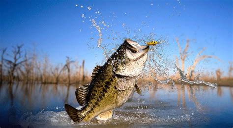 Clean Water and Texas Bass Fishing - Texas Fishing Guide