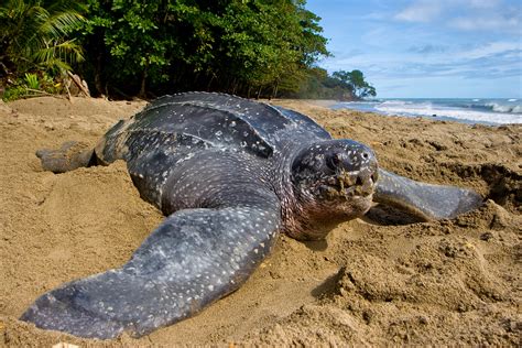 Leatherback Turtle — The State of the World's Sea Turtles | SWOT