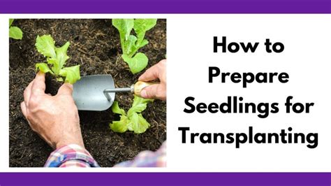 How to Prepare Seedlings for Transplanting - Together Time Family