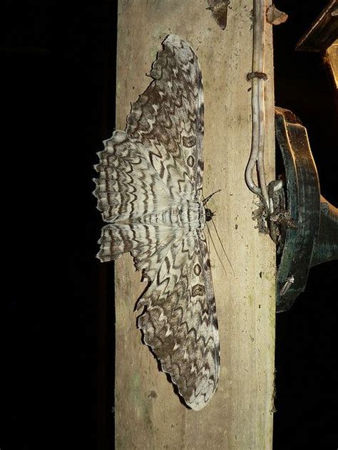 WhiteWitch (Thysania agrippina) | Moth caterpillar, Beautiful ...