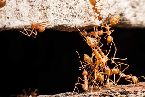 The Hidden Threat: Identifying Signs of Ant Infestation and Taking Action - Golden Hills Pest ...