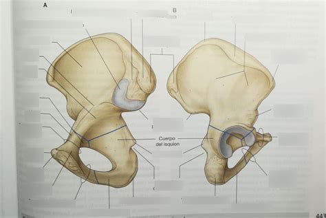 Componentes del hueso coxal Diagram | Quizlet