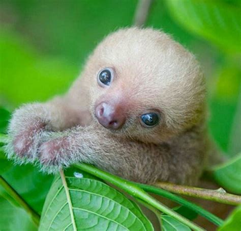 description | Baby sloth, Cute baby sloths, Cute baby animals