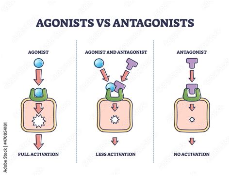 Agonists vs antagonists drugs behavior to receptor activation outline ...