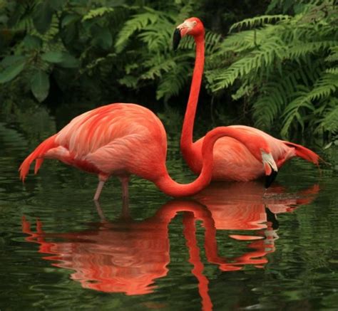 pink flamingos in the water - Birds Photo (36099236) - Fanpop