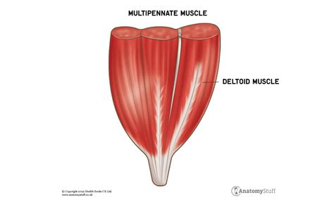 Types of Muscles | Skeletal Muscles | AnatomyStuff