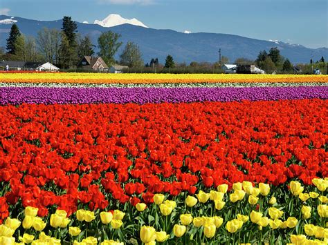 Skagit Valley Tulip Festival - Discover Stanwood Camano