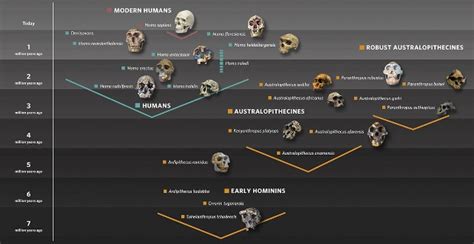 Human Evolution gallery | Natural History Museum