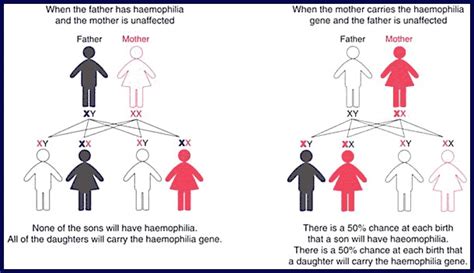 What are Inherited Bleeding Disorders? Information from the Queensland ...